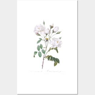 Rosa campanulata alba also known as Pink Bellflowers to White Flowers from Les Roses (1817–1824) Posters and Art